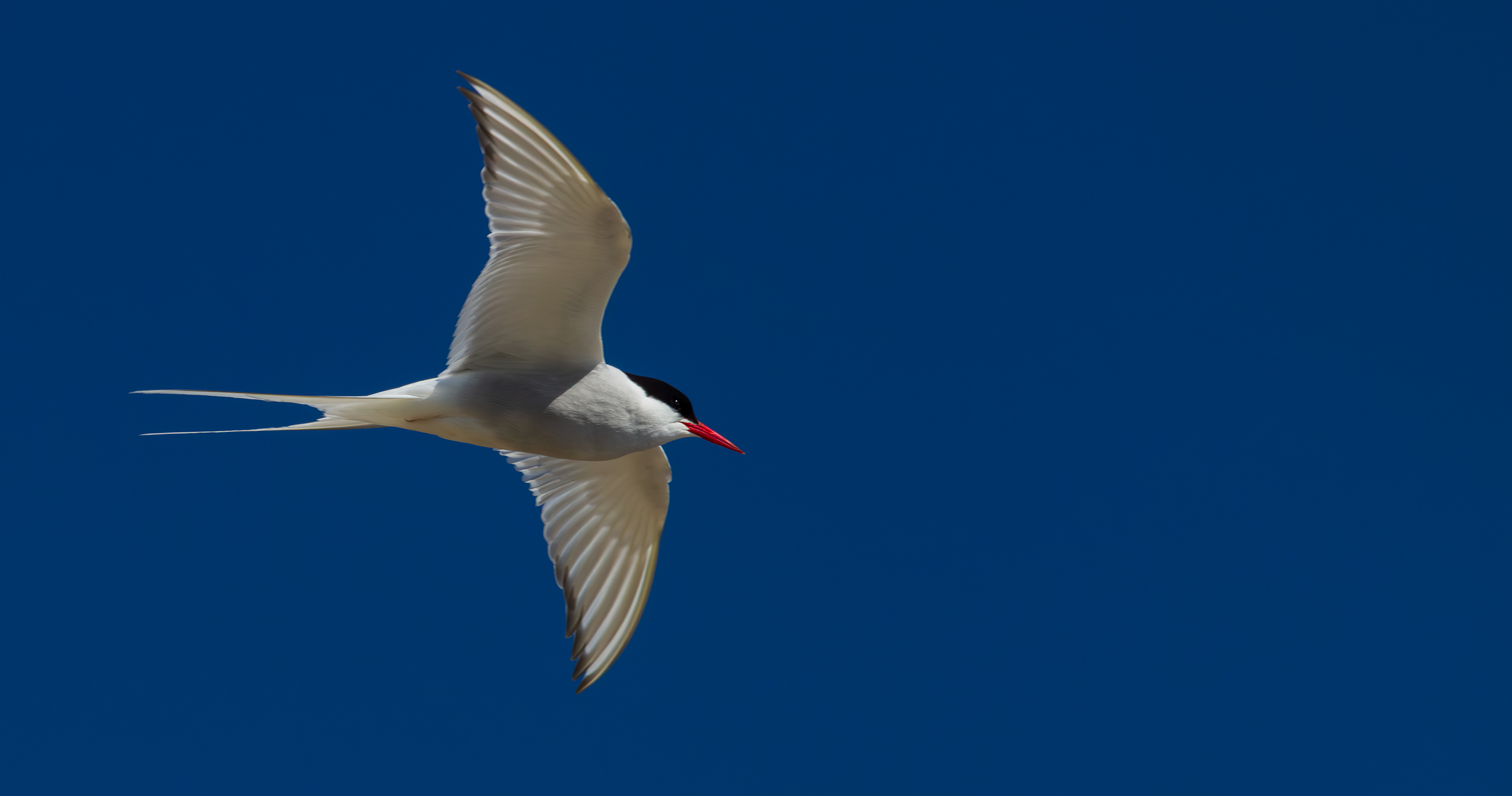 Sterna paradisaea flying past Shetland